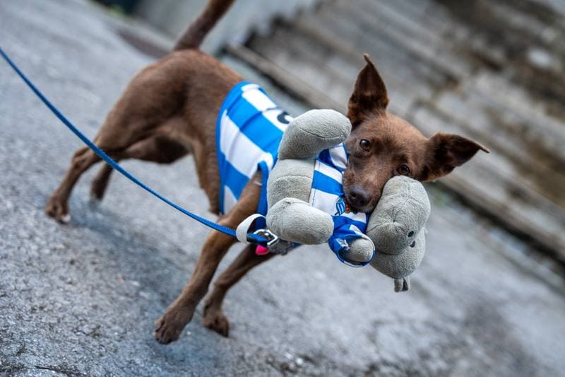 Football. La Liga. Real Sociedad - Mallorca. 16.03.2026