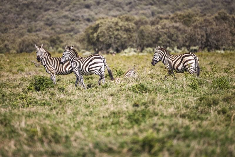 Motorsport. WRC. Safari Rally Kenya. 12.03.2026