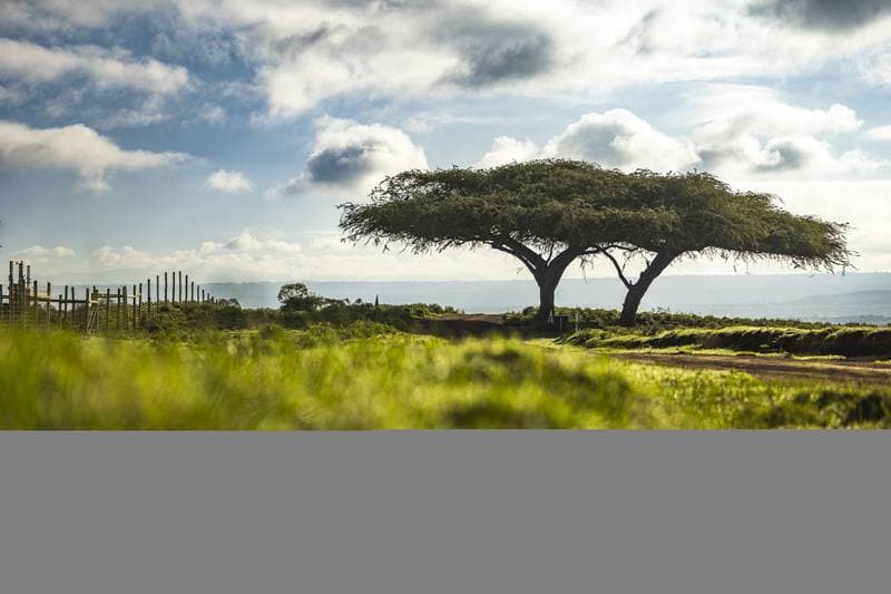 Motorsport. WRC. Safari Rally Kenya. 12.03.2026