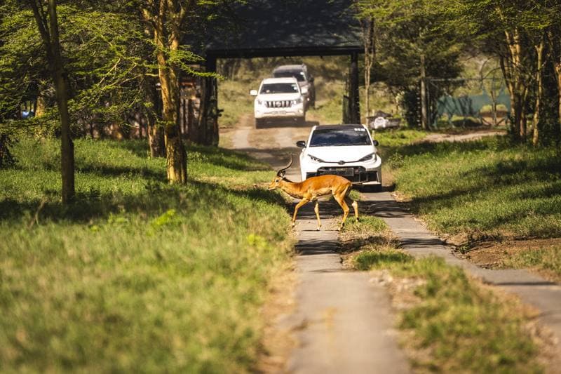 Motorsport. WRC. Safari Rally Kenya. 12.03.2026