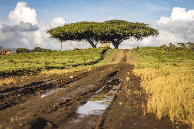 Motorsport. WRC. Safari Rally Kenya. 12.03.2026