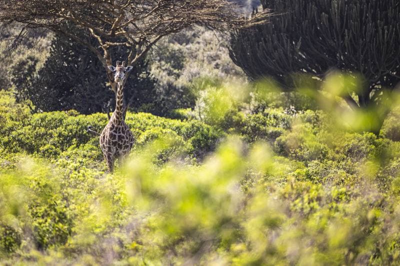 Motorsport. WRC. Safari Rally Kenya. 12.03.2026