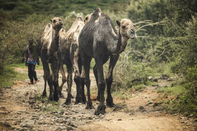 Motorsport. WRC. Safari Rally Kenya. 12.03.2026