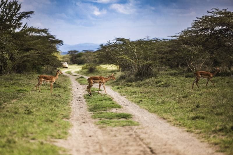 Motorsport. WRC. Safari Rally Kenya. 12.03.2026