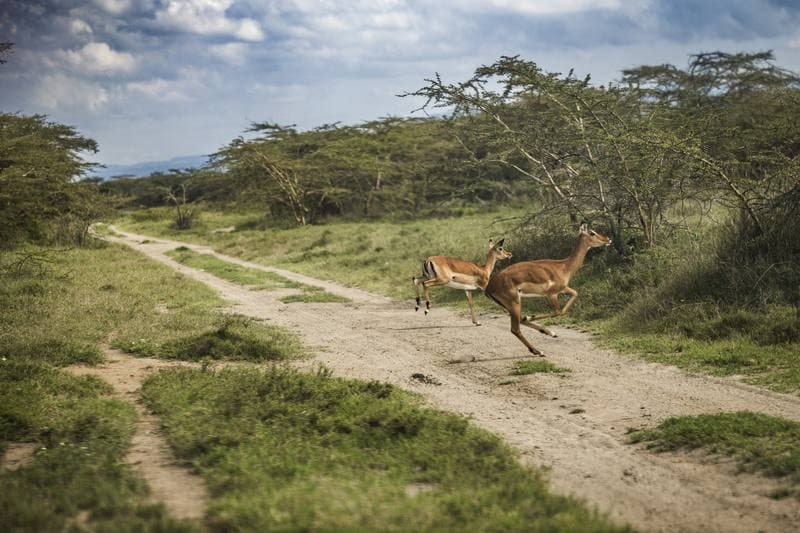 Motorsport. WRC. Safari Rally Kenya. 12.03.2026