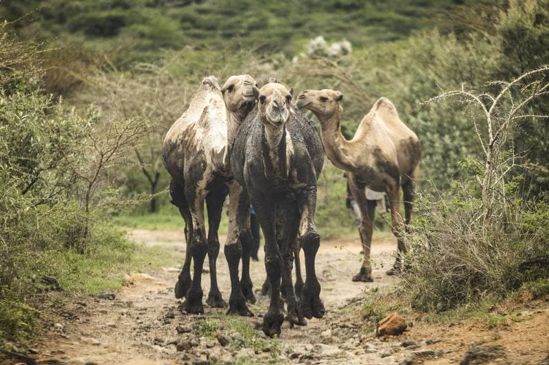 Motorsport. WRC. Safari Rally Kenya. 12.03.2026