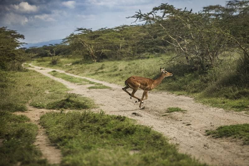 Motorsport. WRC. Safari Rally Kenya. 12.03.2026
