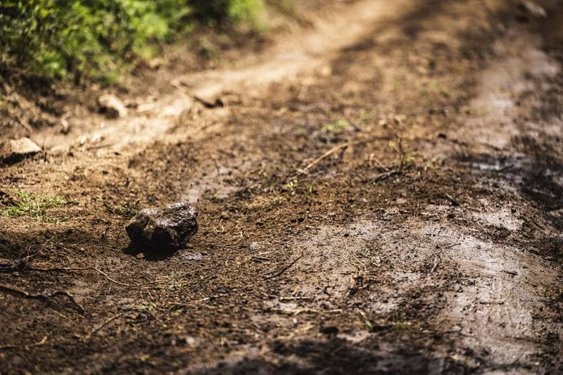 Motorsport. WRC. Safari Rally Kenya. 12.03.2026
