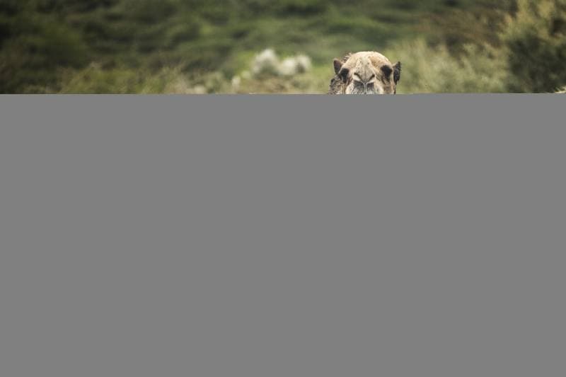 Motorsport. WRC. Safari Rally Kenya. 12.03.2026