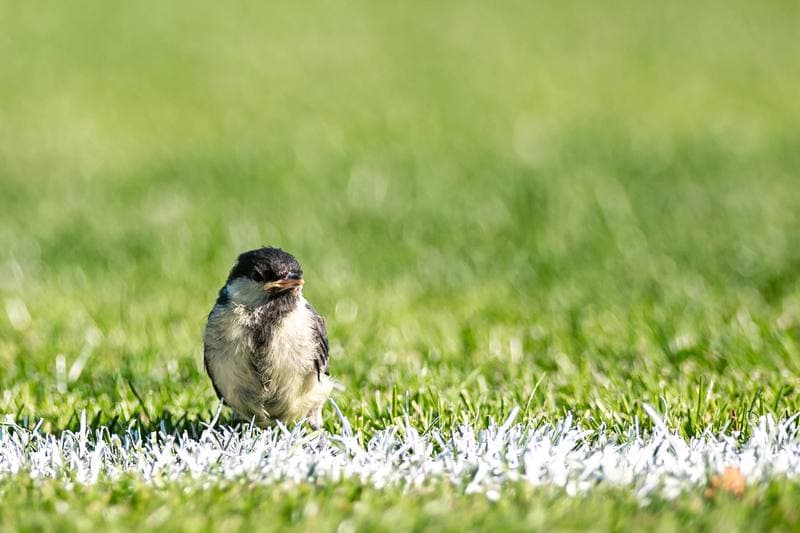 Football. Betclic 1. Liga. Chrobry Glogow - LKS Lodz. 28.05.2026